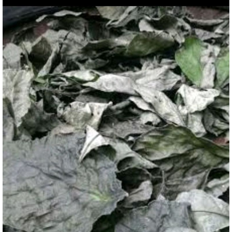 

Daun Keji Beling Kering 250 gr