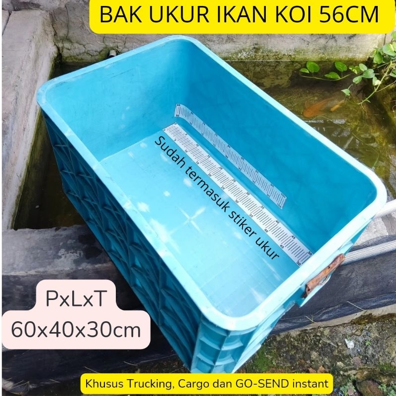 Bak Ukur Ikan koi 56cm warna biru cerah + Stiker ukur PxLxT 60x40x30cm bahan plastik tebal