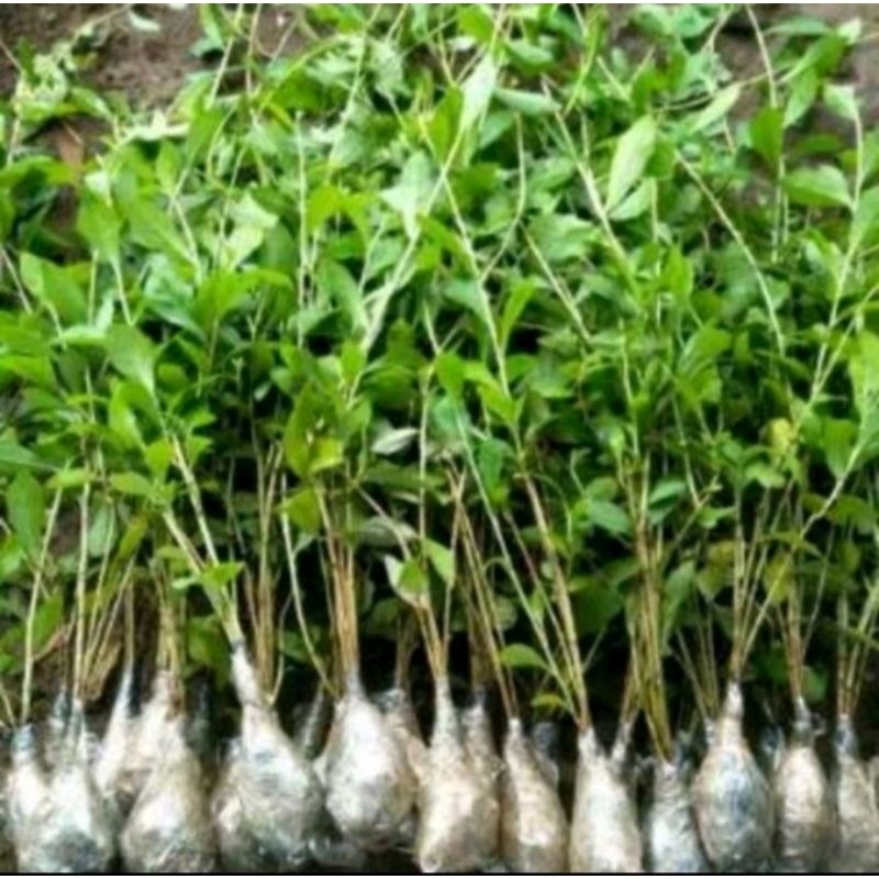 Vernonia/ lee kwan yew panjang 40-50 cm, per polibag isi 3 batang, lee kwan yew panjang