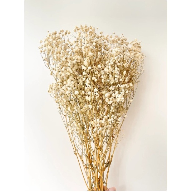 50GR Baby Breath Preseved Cream | Dried Flower Baby Breath preseved | Bunga Kering Baby Breath Asli 
