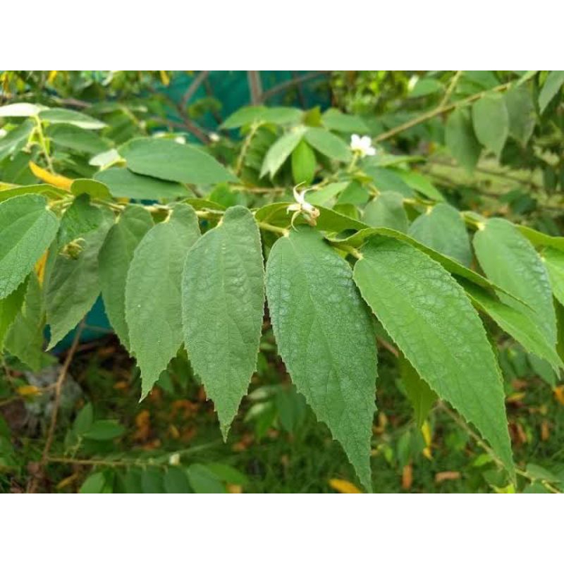 

DAUN KERSEN / KERES / CERI / MINUMAN HERBAL / TRADISIONAL