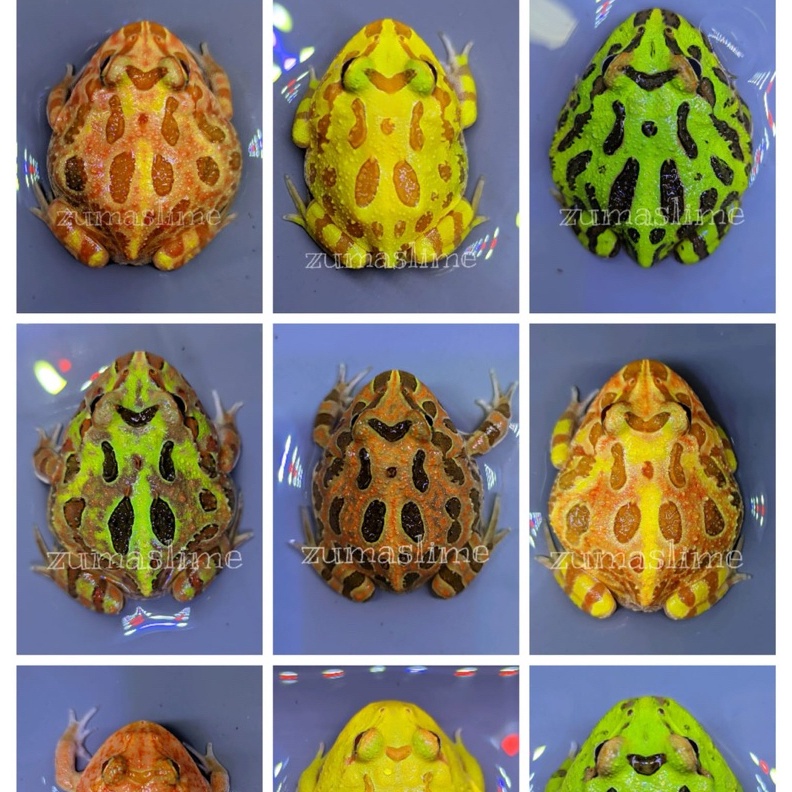 KODE H93C kodok pacman frog all variant warna