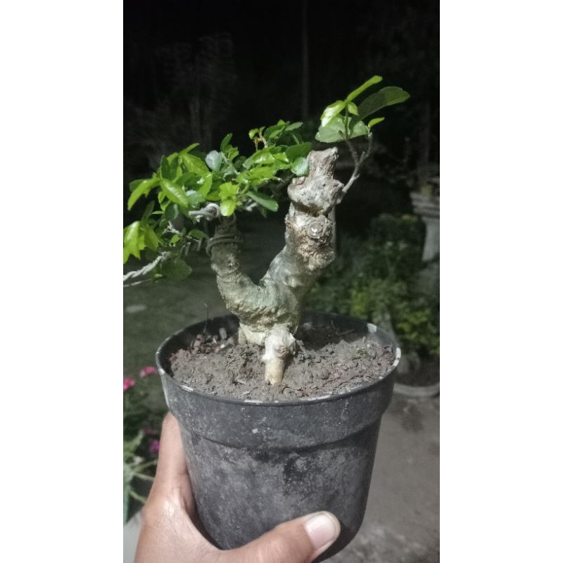 Bonsai strebus asper/ bonsai serut mini