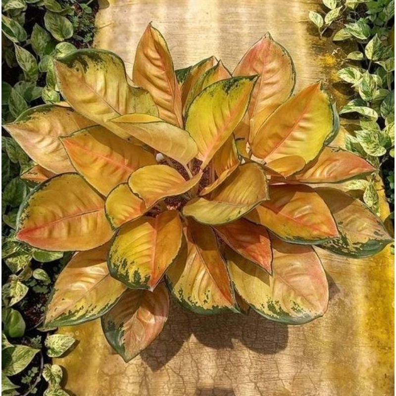 tanaman hias aglonema anakan sultan Brunai (SB)