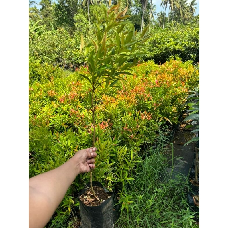 BUNGA PUCUK MERAH
