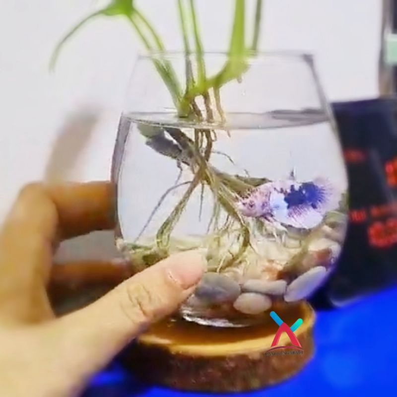 EKSTRA PROMO Aquarium Mini Cupang  Aquarium Cupang  Tank Ikan Cupang  Aquascape