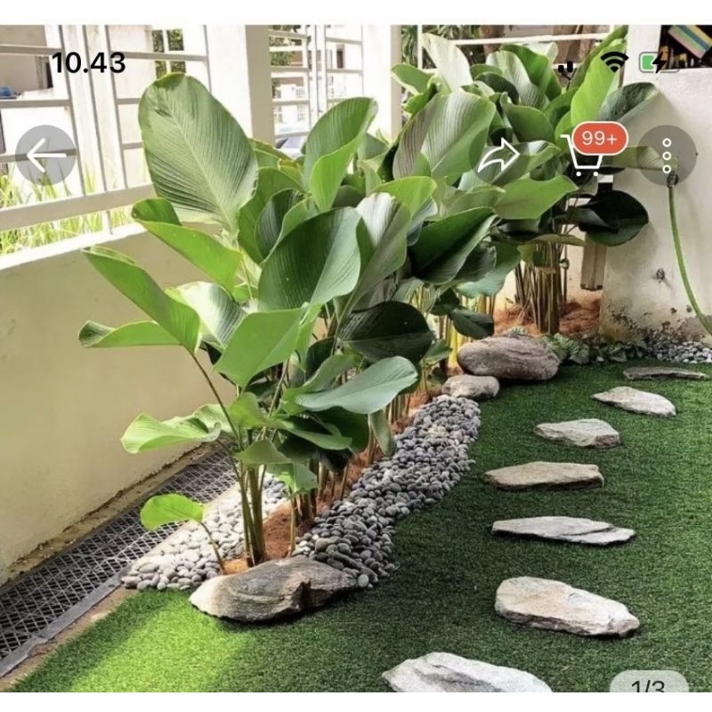 calathea Pisang UK besar