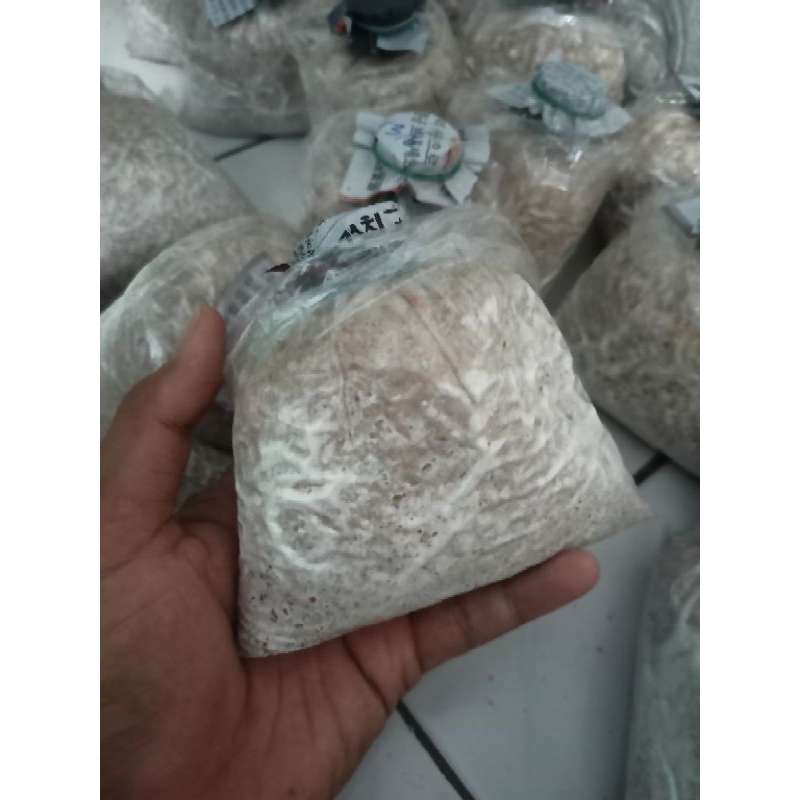 bibit jamur tiram putih f2 kemasan plastik 250gr media serbuk kayu