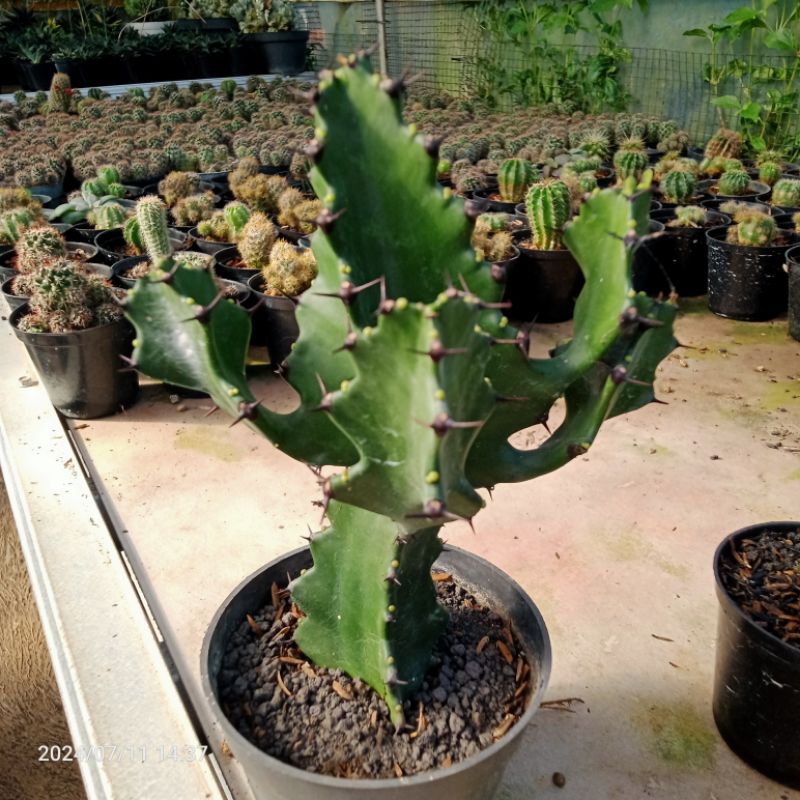 euphorbia ingens ( sudah bercabang)