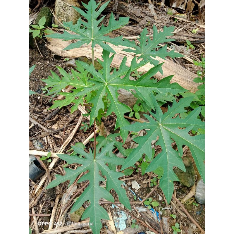 

daun pepaya segar petik dadakan 500gram