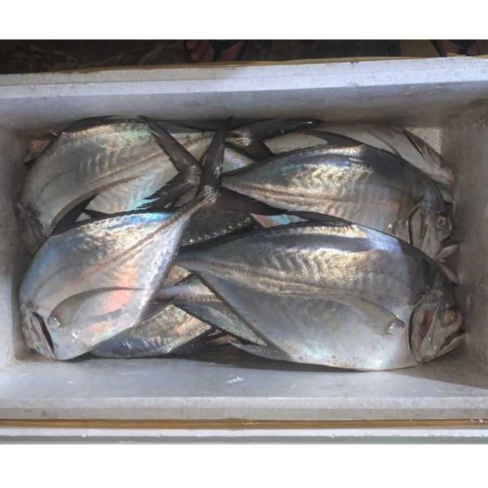 Ikan Kuwe Gepeng Fresh Premium 500gram | seafood ikan laut segar bandung