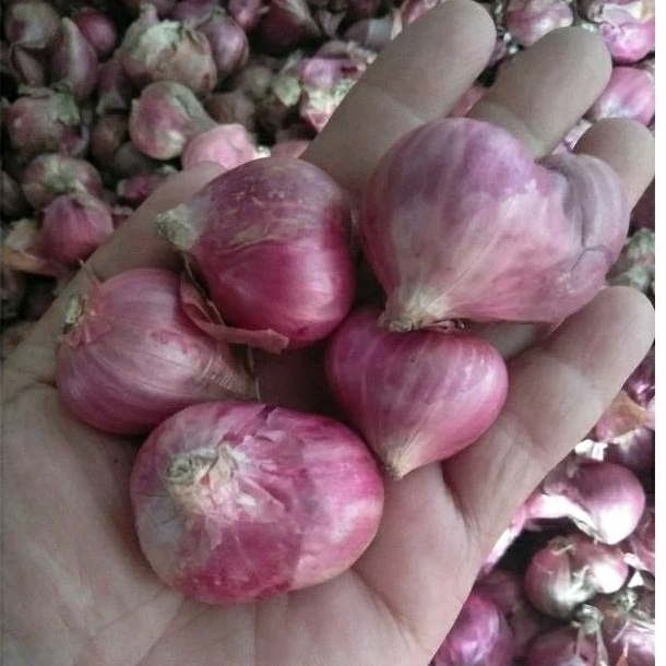 

PROMO varian bawang merah 1 kg lokal bumbu uk besar dan sedang bamertop