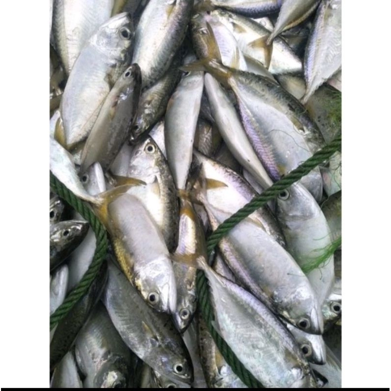 

Ikan Kembung Cewe