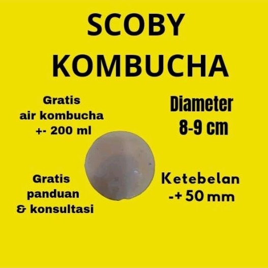 

scoby teh kombucha bibit tea kombucha kombuca scobi kombucha