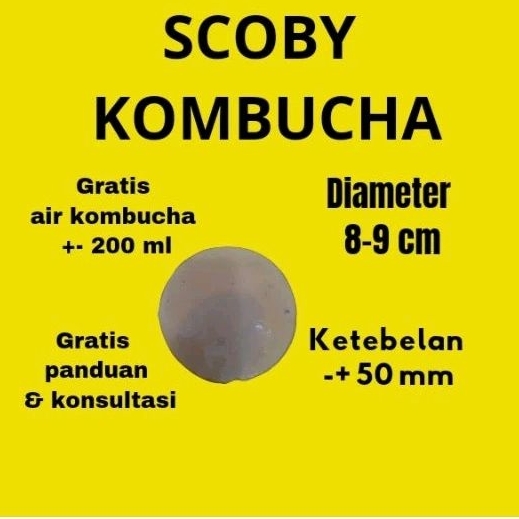 

scoby teh kombucha tea kombucha scobi kombuca
