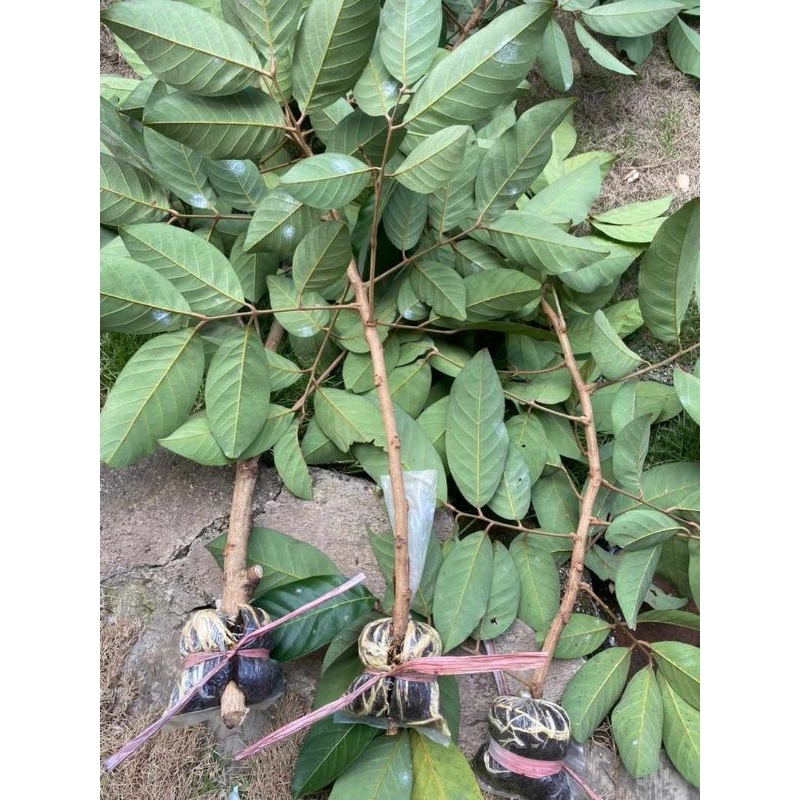 fresh cangkok rambutan binjai asli
