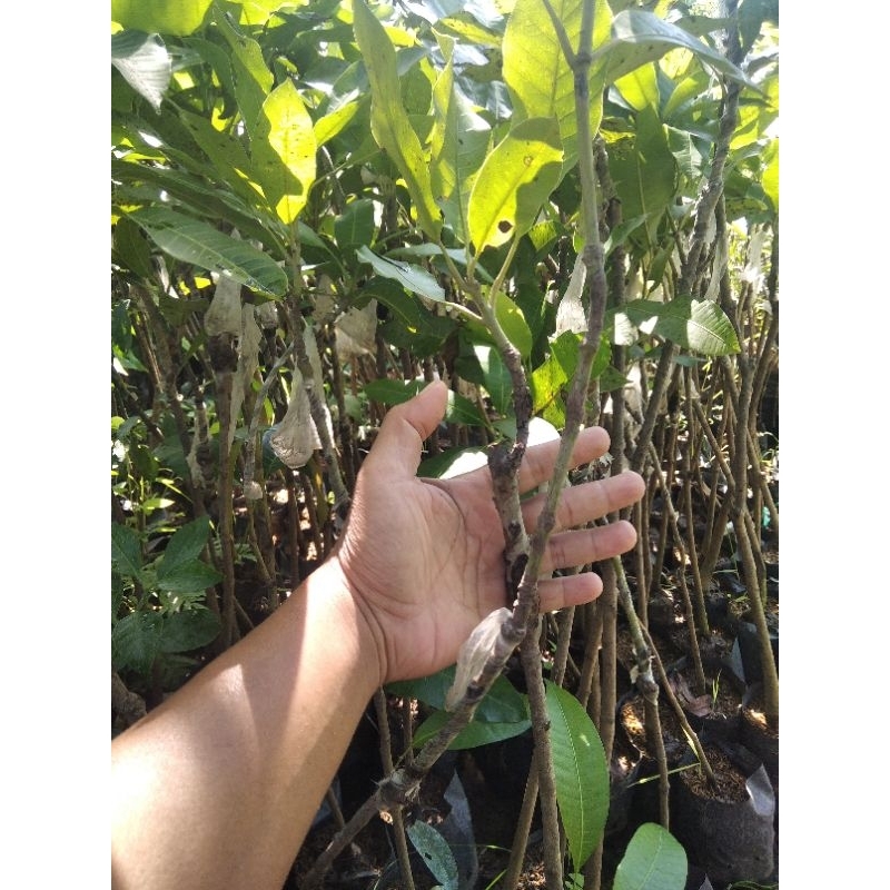 Bibit Mangga manalagi bisa Berbuah ditanam di pot
