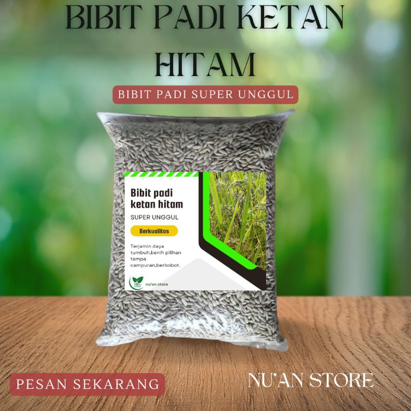 BIBIT PADI KETAN HITAM SUPER UNGGUL 1 KG