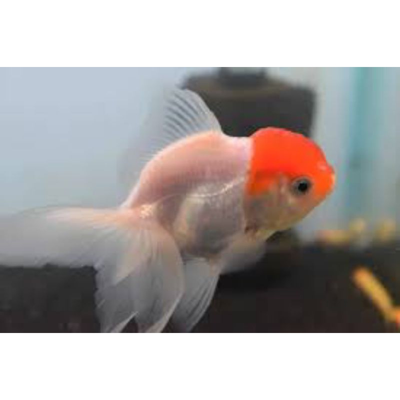 

stiker koki oranda baca deskripsi