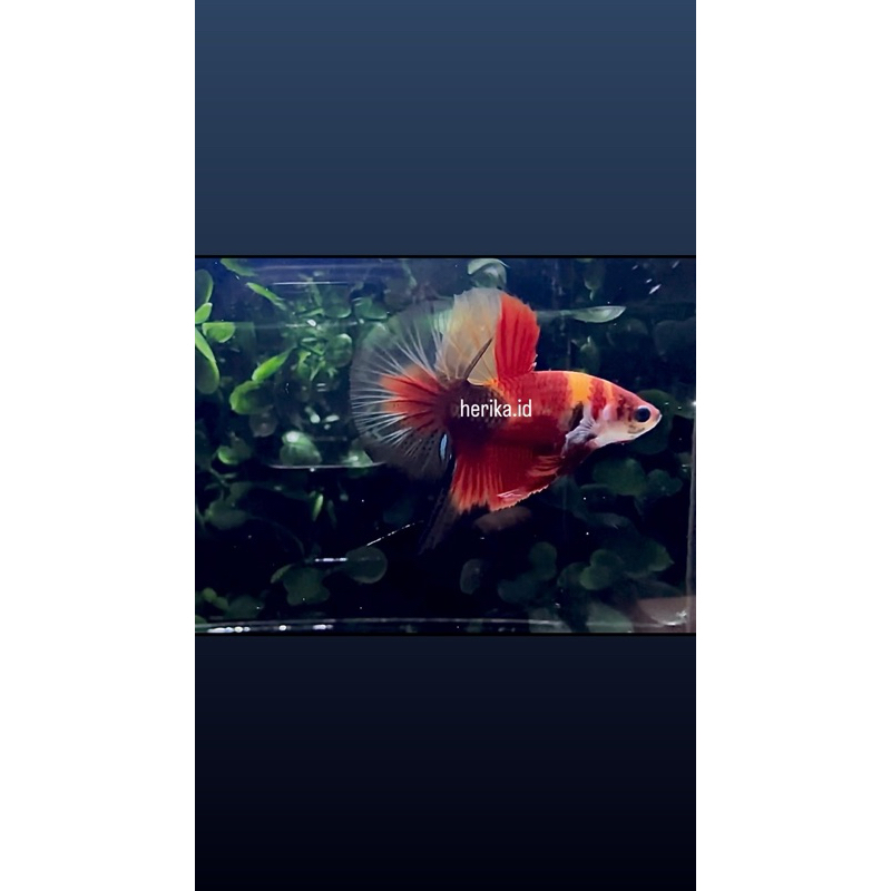 Hiasan Aquarium Cupang Hmpk Koi kode A01 real pict/sesuai foto