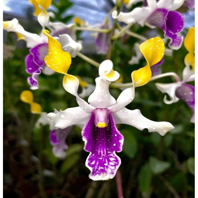 anggrek dendrobium siap bunga