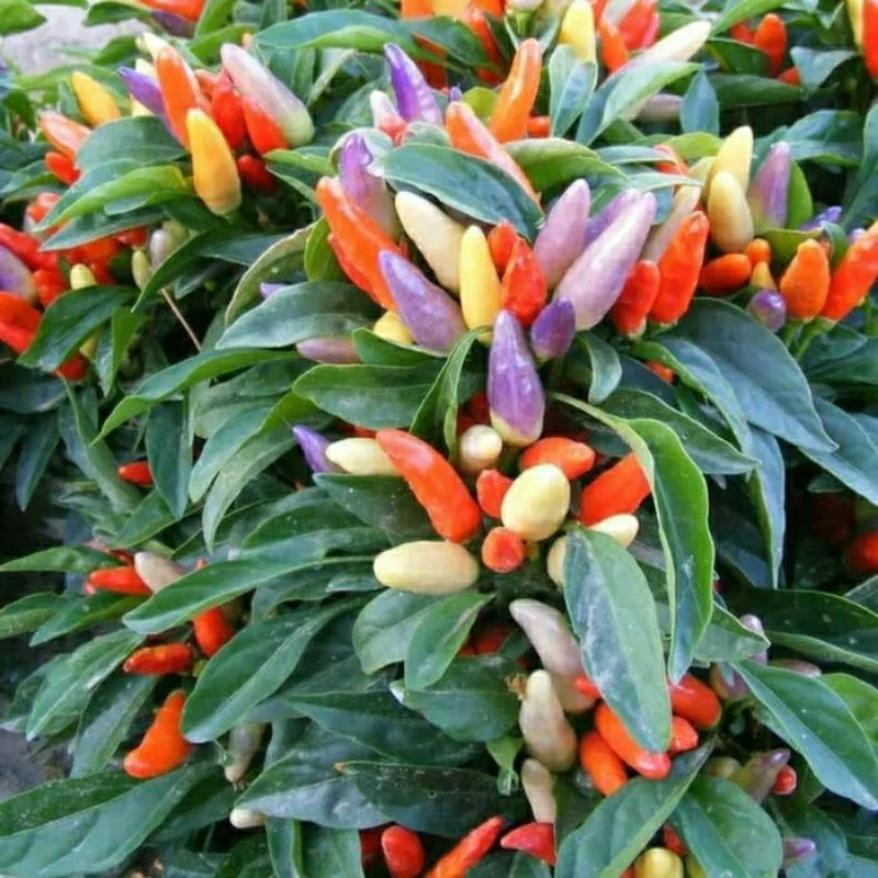 

bibit cabe pelangi/cabe warna warni