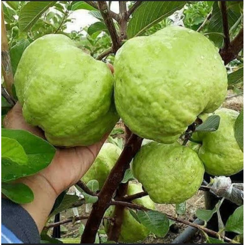 

Jambu Kristal 1 kg