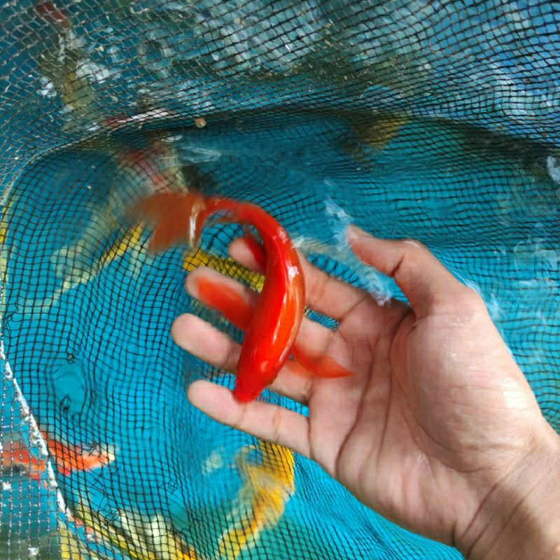 koi Benigoi slayer size 20-22cm