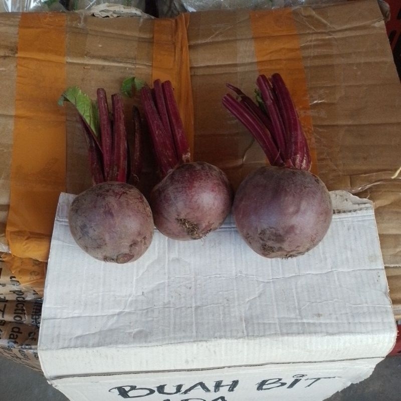 

bit root grosir 20kg