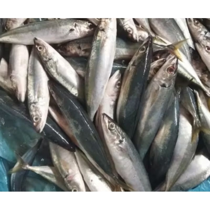 

Ikan dencis 1kg