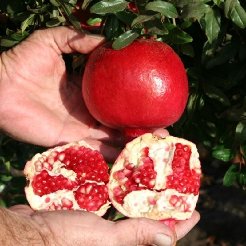 bibit delima merah jumbo