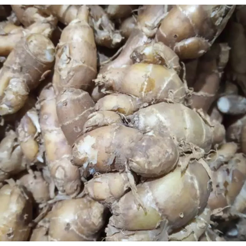 

kencur segar 1kg