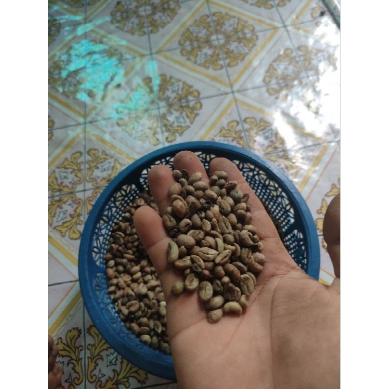 

robusta