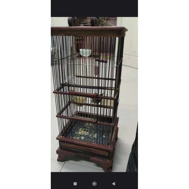 Burung Prenjak Bawah (Prenjak Lumut)  Muda Rawatan Rajin harga NETTTTT