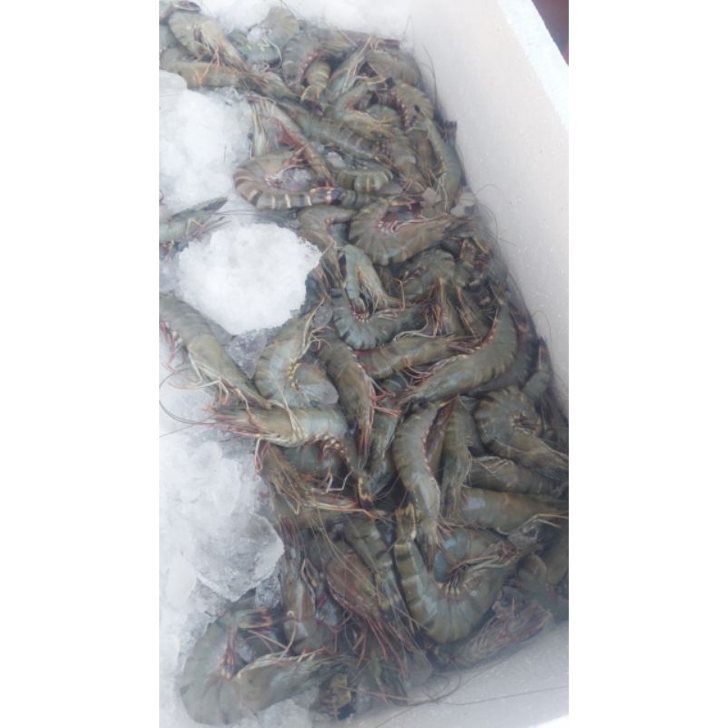 

Udang Windu Size 17-19 500 Gram