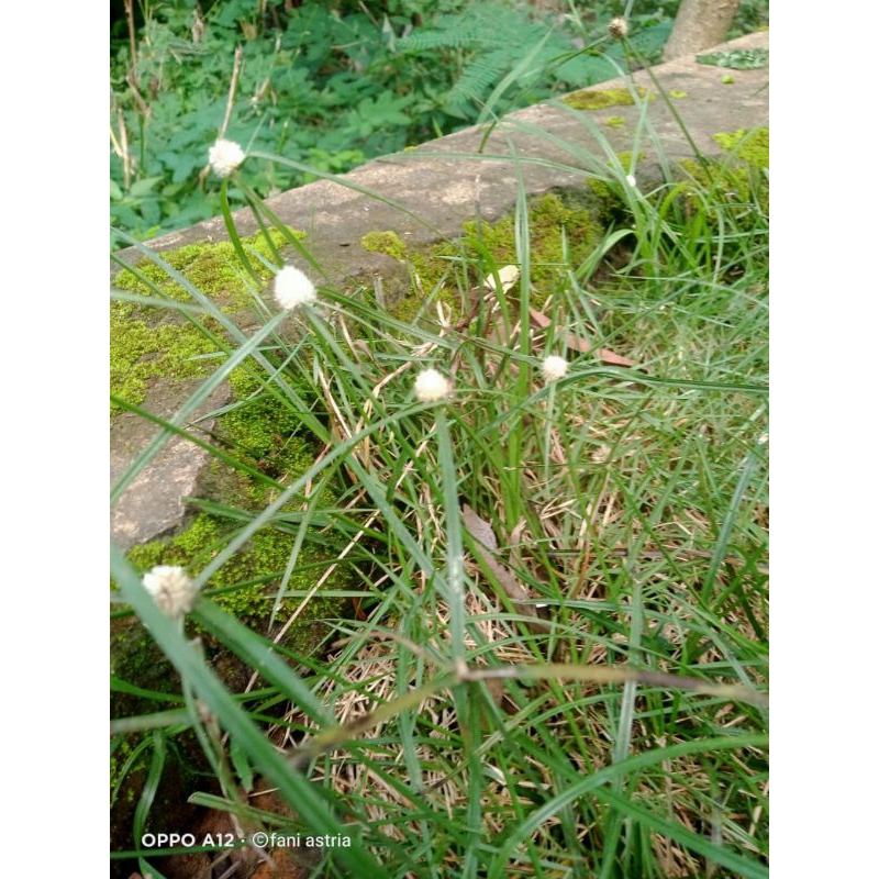 

umbi rumput teki segar 100gram