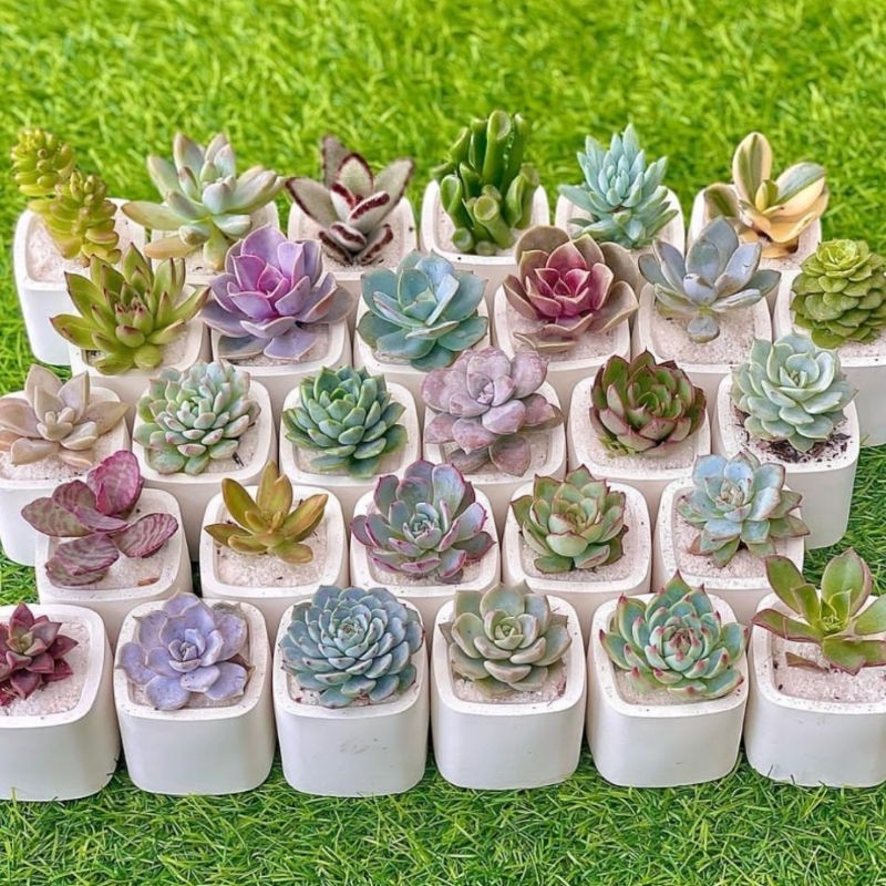 PARE HMDCR grosir pot kaktus sukulen pot mini pot octagonal pot hexagonal pot lilin aromatherapi pot