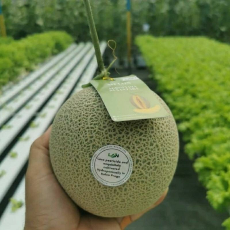 100 Benih Bibit Biji Melon MIDORI, Japan Honey dew, Premium import Hibrida Seeds, Super Manis