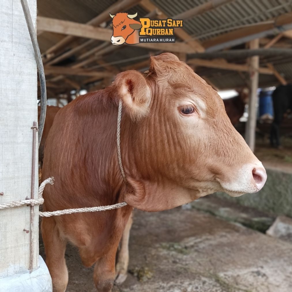 

Sapi Qurban disalurkan Syirkah 7 Orang