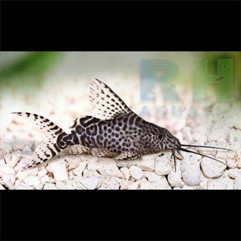 

stiker synodentis bukan sapu sapu