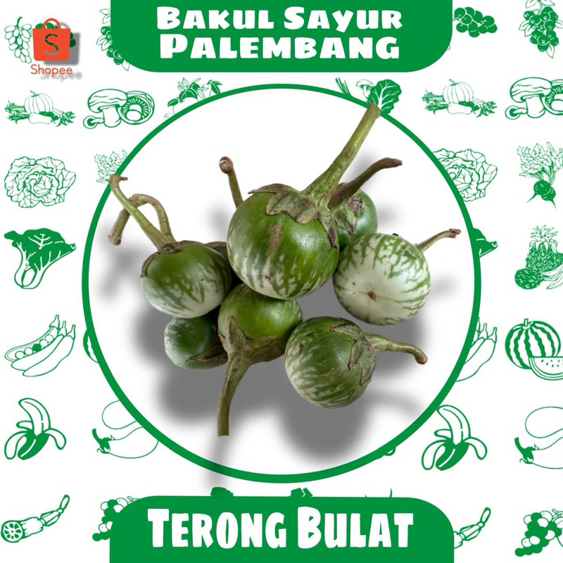 

Terong Bulat (PALEMBANG)