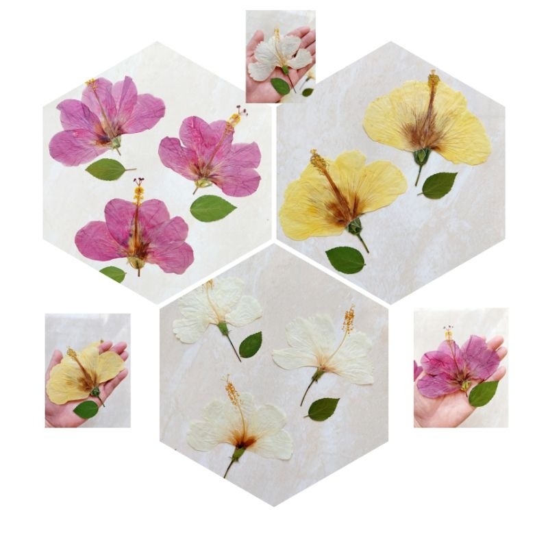 SPECIAL COLLECTION - Kembang Sepatu Press - Bunga Sepatu Putih - Bunga Sepatu Press - Pressed Flower