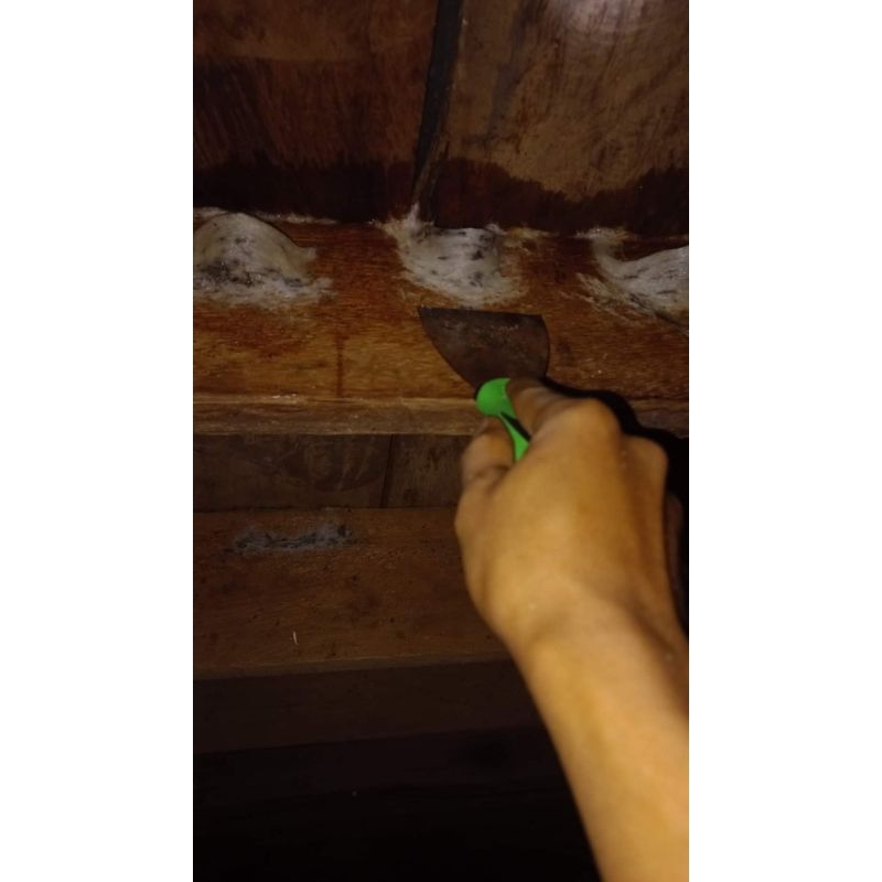 

sarang walet mangkok