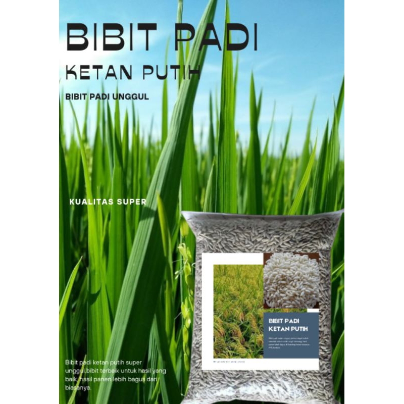 Bibit padi beras merah ladang kering/padi Gogo 1 kg