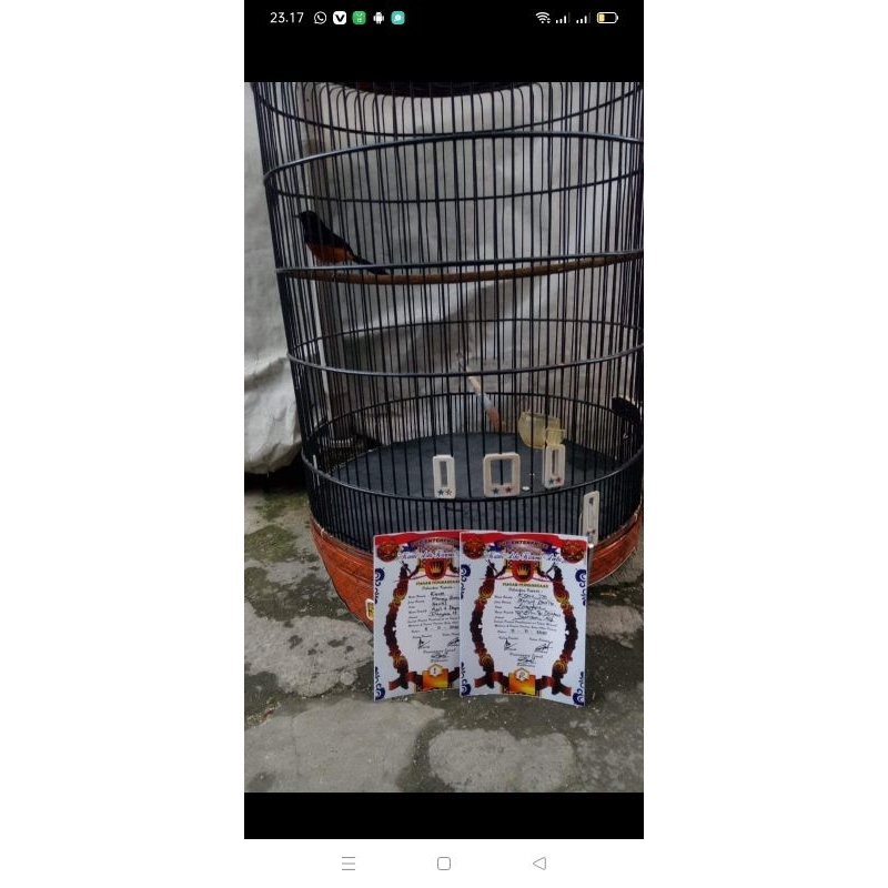 MURAI BATU SUMATRA GACOR