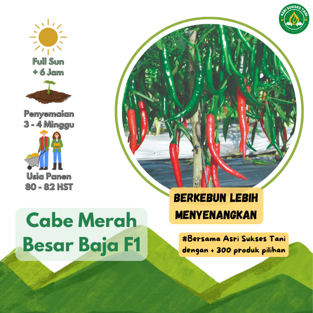 Benih Seribuan - 15 Benih Cabe BAJA F1 Cabe Merah Besar - Cap Panah Merah (Asri Sukses Tani)