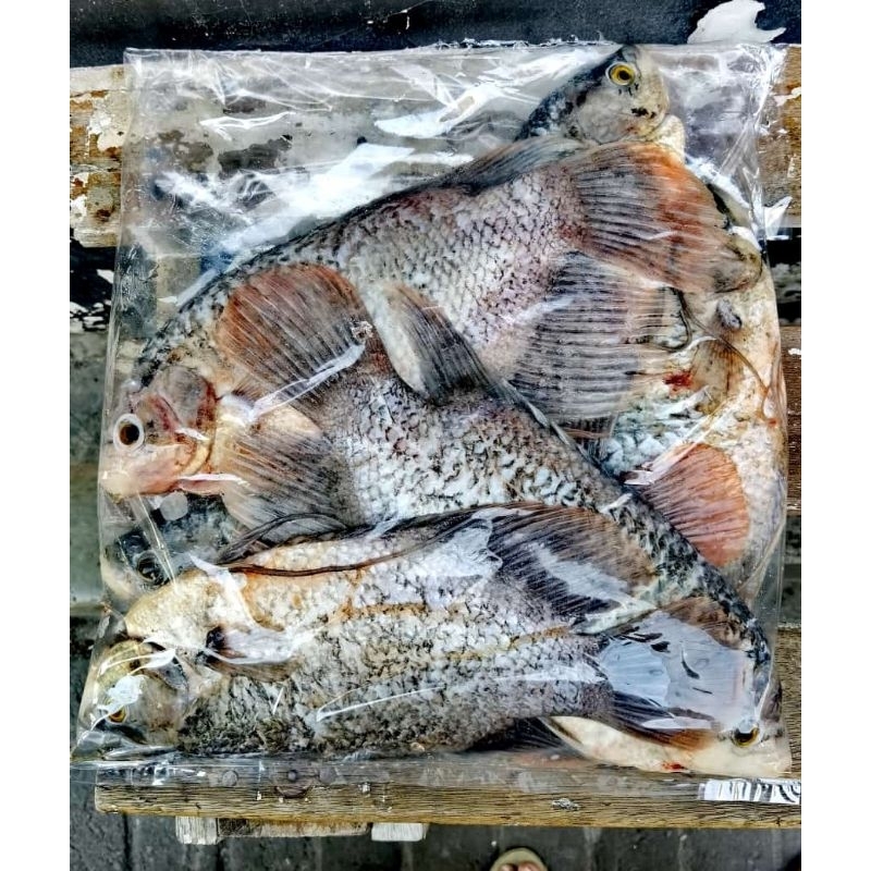 

Ikan Gurami hidup siap dibersihkan 1 kg