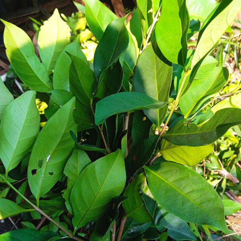 

daun salam segar 500gram petikan pohon