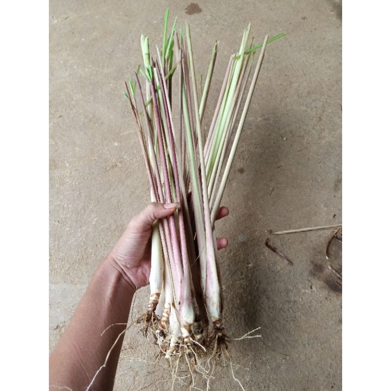 

Sereh merah 1kg
