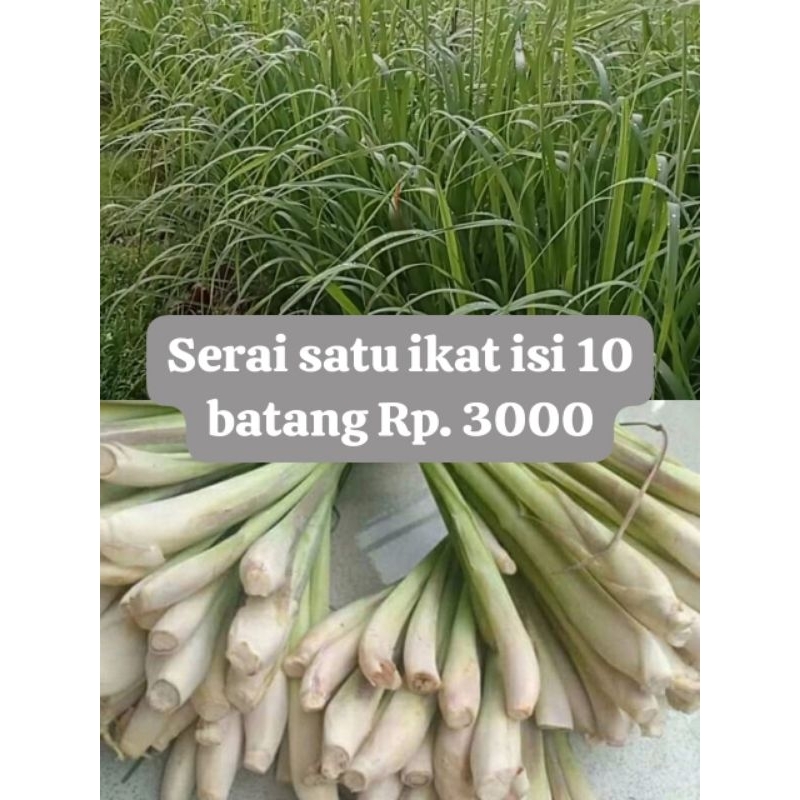 

Serai bumbu wangi segar baru petik